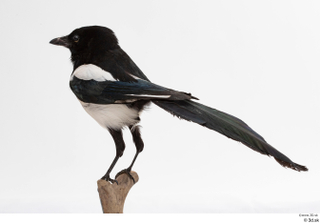 Common magpie Pica pica whole body 0010.jpg